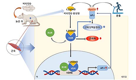 비타민D 섭취에 따른 근감소증 예방 기전 모식도