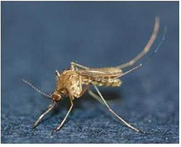 일본뇌염매개모기작은빨간집모기