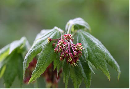 당단풍나무 Acer pseudosieboldianum Pax Kom