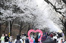 봄바람 따라 달린다…경기도 지방도 벚꽃 드라이브 코스 3선 추천 기사 이미지