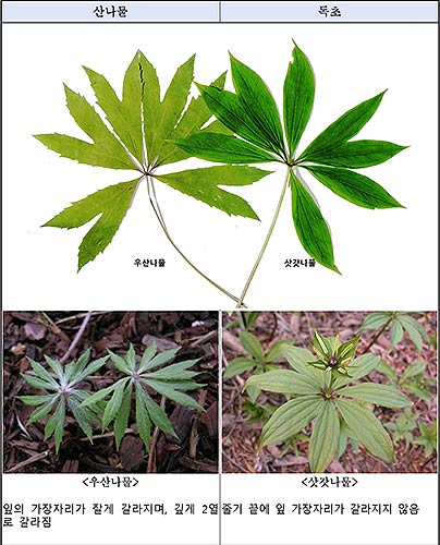 산에서 채취한 나물 정말 먹어도 괜찮을까 독초와 구별하는 법