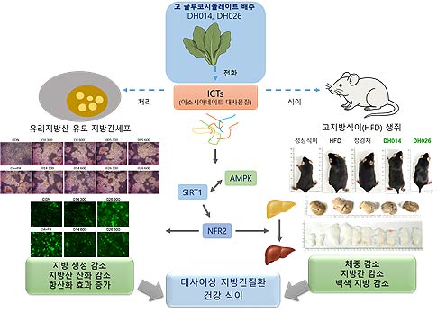 HGSL 배추의 항암 항염 대사관련 지방간 질환MAFLD 기전 모식도