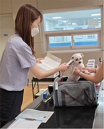 반려동물 검역 중 내장 무선식별장치마이크로칩 확인 인천공항