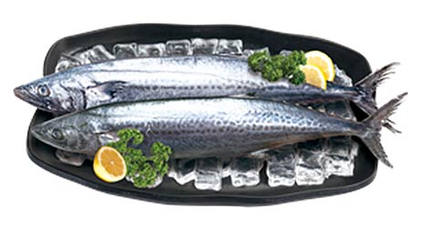 이달의 수산물  삼치