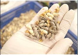 고령층 '수벌번데기 분말' 먹었더니 "근육 개선 효과" 기사 이미지