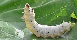 단백질 고함량 '홍잠(弘蠶)', 체중 감소에 효과 기사 이미지