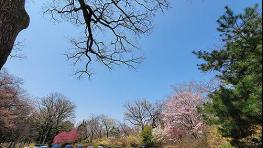 벚꽃과 함께하는 100년 홍릉숲, 2026년 3월 21일부터 평일 자유관람 확대 기사 이미지