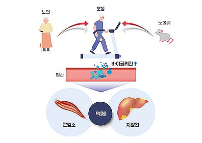 운동을 통해 분비된 바이글리칸Biglycan의 근육과 간 손상 개선효과 모식도