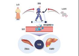 건강한 노화의 지름길, 운동으로 근육과 간 기능도 지켜요 기사 이미지