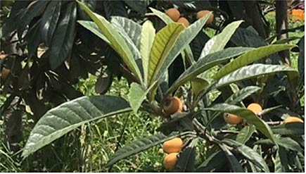 비파 열매와 잎