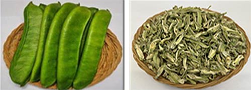 어린도두꼬투리 생물왼쪽과  건조물오른쪽