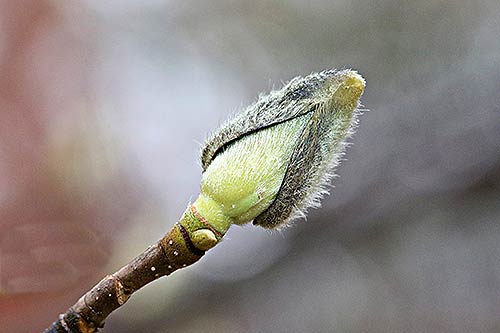 동계 숲해설 겨울눈 이야기