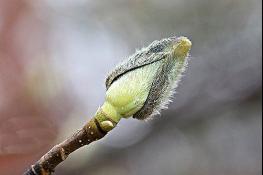 눈(雪) 오는 숲, 눈(目)으로 보고 눈(芽)을 읽다. 기사 이미지