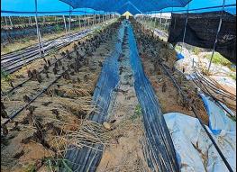 경기도, 지난해 재해 입은 친환경농가에 복구비 40% 추가지원 기사 이미지