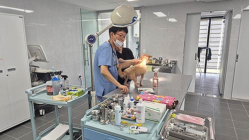 설 명절 응급 동물병원 운영