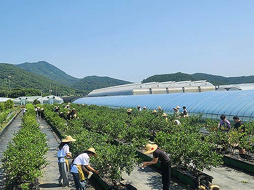 청년여성농업인농작업