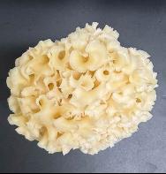 꽃송이버섯에서 '지방 축적 억제' 성분 발견 기사 이미지