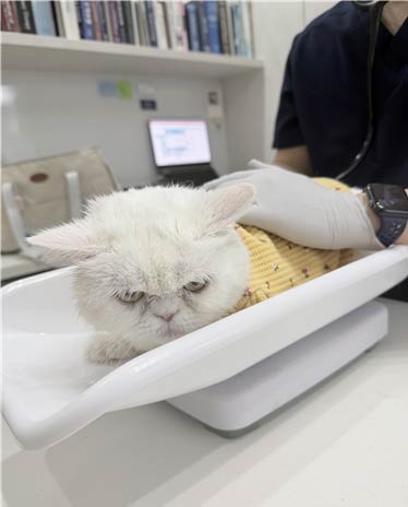 반려동물 진료 사진