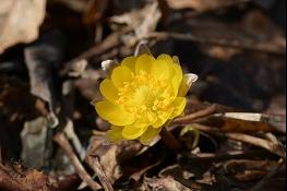 DMZ의 봄, 3일 일찍 찾아왔다! 기사 이미지