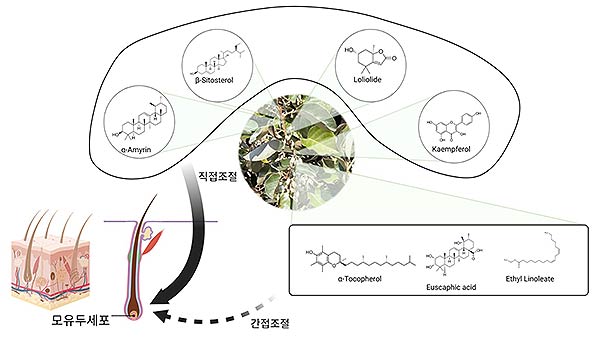 보리밥나무가지성분규명