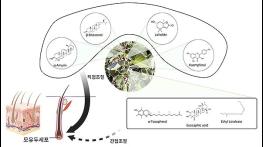 탈모 예방 '보리밥나무', 모발 건강 유효 성분 4종 규명 기사 이미지
