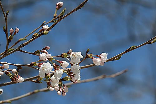 물향기수목원 왕벚나무 전경