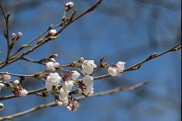 경기도, 올해 벚꽃 부천 원미산 등에서 31일부터 개화 예측. 일주일 후 만개 기사 이미지