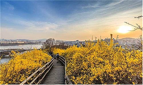 성동구 응봉산개나리