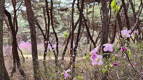  2024년 특별개방 당시 세종대왕릉 진달래숲길 