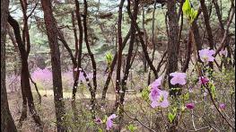 2년 만에 문 여는 세종대왕릉 진달래숲길에서 봄의 향연 느껴볼까 기사 이미지