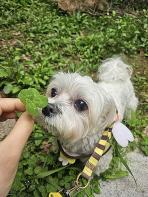 성남시, 반려동물 의료서비스 지원사업 확대 기사 이미지