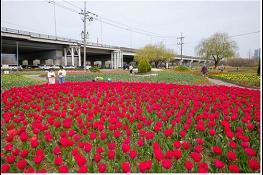 “봄 전령사 튤립의 향연”… 화명생태공원 플라워가든, 튤립 만개 기사 이미지