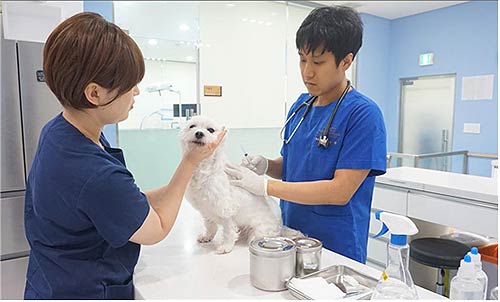 광견병 예방접종 사진