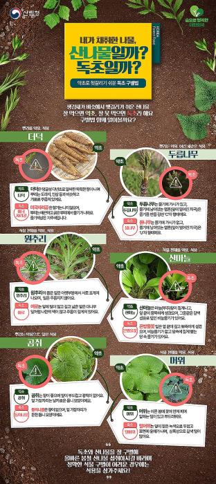 산나물약초독초구별법 인포그래픽 산나물약초독초구별법 인포그래픽 산림청과 식품의약품안전처는 산나물과 생김이 유사한 독초를 개인이 임의로 채취하여 섭취한 후 복통 구토 등의 증상을 호소하는 신고 사례가 매년 지속적으로 발생하고 있어 각별히 주의할 것을 당부했다 최근 5년간 독초 섭취로 의심되는 신고 사례는 총 94건으로 주로 더덕미국자리공 두릅나무붉나무 미나리독미나리 원추리여로가 신고되고 있고 전체 신고된 건 중 51가 봄철인 35월에 발생한 것으로 확인됐다 미국자리공 산나물과 오인할 수 있는 독초명 신고 사례가 특히 봄철에 많이 집중되는 이유는 꽃이 피기 전에 잎 또는 뿌리만으로 산나물과 독초를 구별하는 것이 쉽지 않기 때문이며 주의해야 하는 봄철 독초로는 독미나리 여로 붉나무 산자고 등이 있다 이 밖에도 삿갓나물 동의나물 등 야생에 자생하는 다양한 독초가 있으므로 산나물에 대한 충분한 지식이 없다면 야생식물을 개인이 임의로 채취하거나 섭취해서는 안 된다 만약 독초를 산나물로 오인해 섭취한 후 복통 구토 등의 이상증세가 나타난다면 반드시 병원을 방문해야 하며 이때 남은 독초를 같이 가져가는 것이 정확한 진단과 치료에 도움이 될 수 있다 참고로 산나물과 독초를 구별하는 동영상 정보는 식약처 유튜브안전한 산나물 채취섭취 가이드에서 확인할 수 있으며 독초에 대한 자세한 정보는 산림청 국립수목원 누리집httpknaforestgokr 연구간행물에 게시된 봄 가을 독성 식물에 대한 가이드북에서 확인할 수 있다 산림청과 식약처는 일반적으로 산나물과 독초를 구분하기 쉽지 않으므로 채취하지 않는 것이 독초 섭취를 피할 수 있는 가장 좋은 방법이라고 강조했으며 식용 가능한 산나물도 올바른 조리방법을 확인하고 섭취할 것을 당부했다 정부는 앞으로도 국민의 일상생활에서 유용한 정보를 지속적으로 제공하여 국민의 안전과 건강을 위해 최선을 다할 계획이다