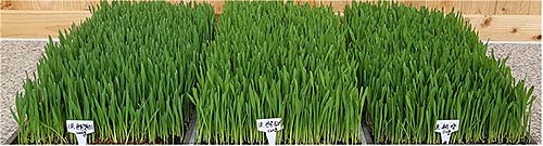  큰알보리1호 혜누리 혜양