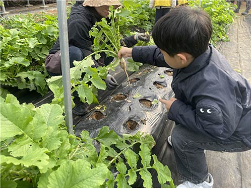 농산물 수확 체험