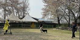 경기도, “맹견 키우려면 올해 말까지 꼭 허가 받으세요” 기사 이미지