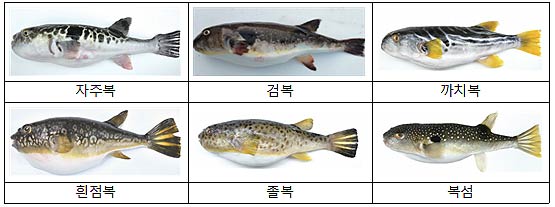국내 주요 유통 복어의 종류