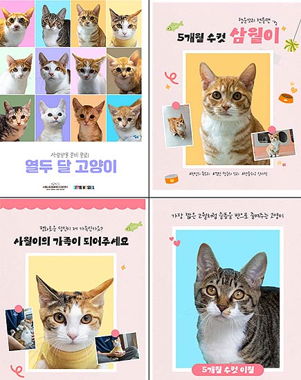 열두달 고양이 홍보 포스터