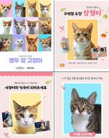 서울시, 구조된 열두달 고양이는 사랑받을 준비 완료! 행복까지 입양하세요 기사 이미지