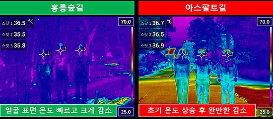 홍릉숲길과아스팔트도로얼굴표면온도비교열화상