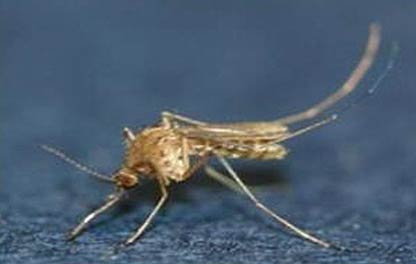  작은빨간집모기Culex tritaeniorhynchus 
